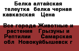 Белка алтайская телеутка, белка черная кавказская › Цена ­ 5 000 - Все города Животные и растения » Грызуны и Рептилии   . Самарская обл.,Новокуйбышевск г.